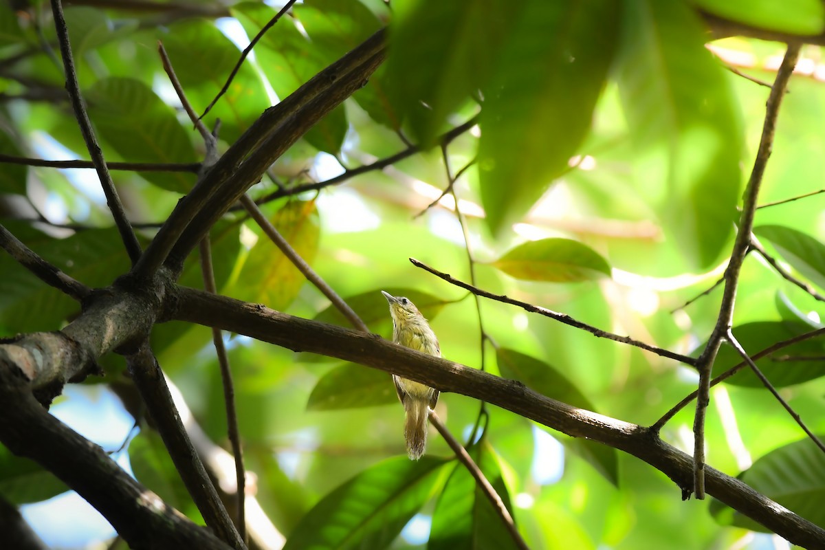 ムナフムシクイチメドリ - ML644641411