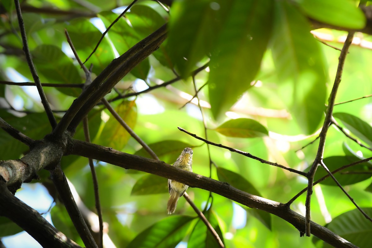 ムナフムシクイチメドリ - ML644641412