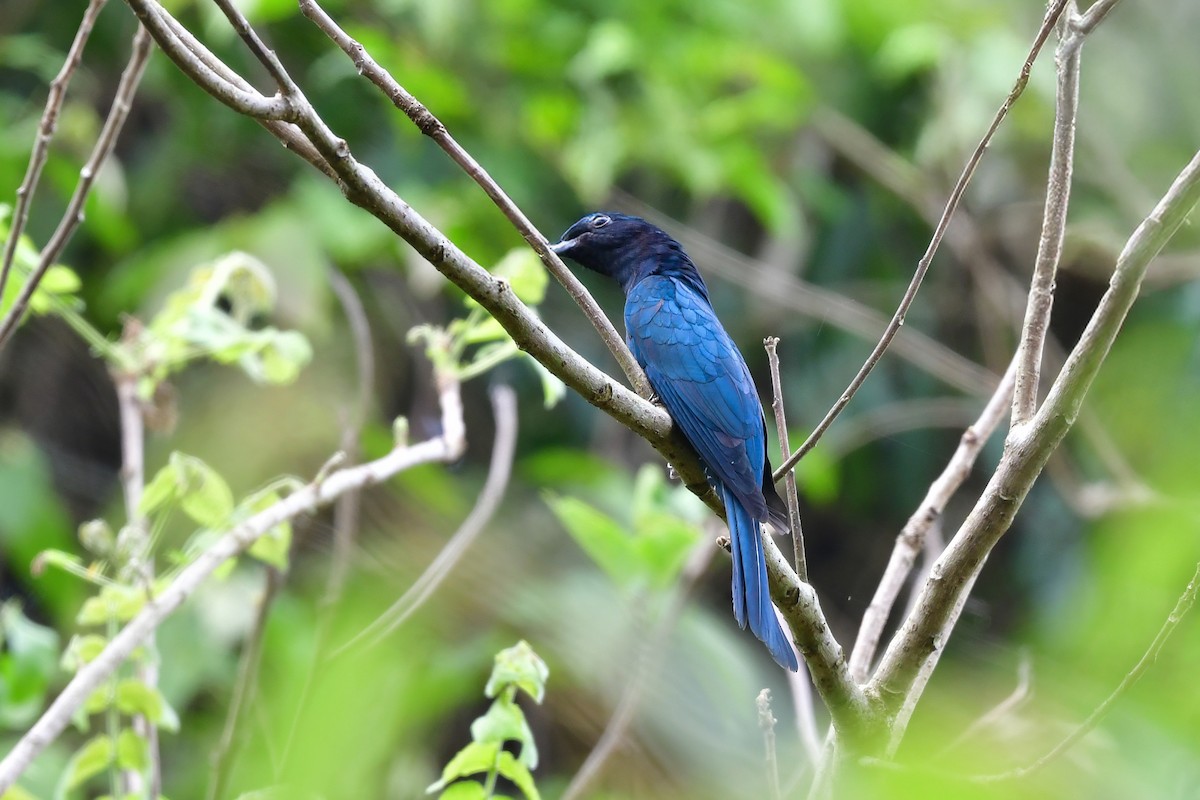 方尾烏鵑 - ML644641417