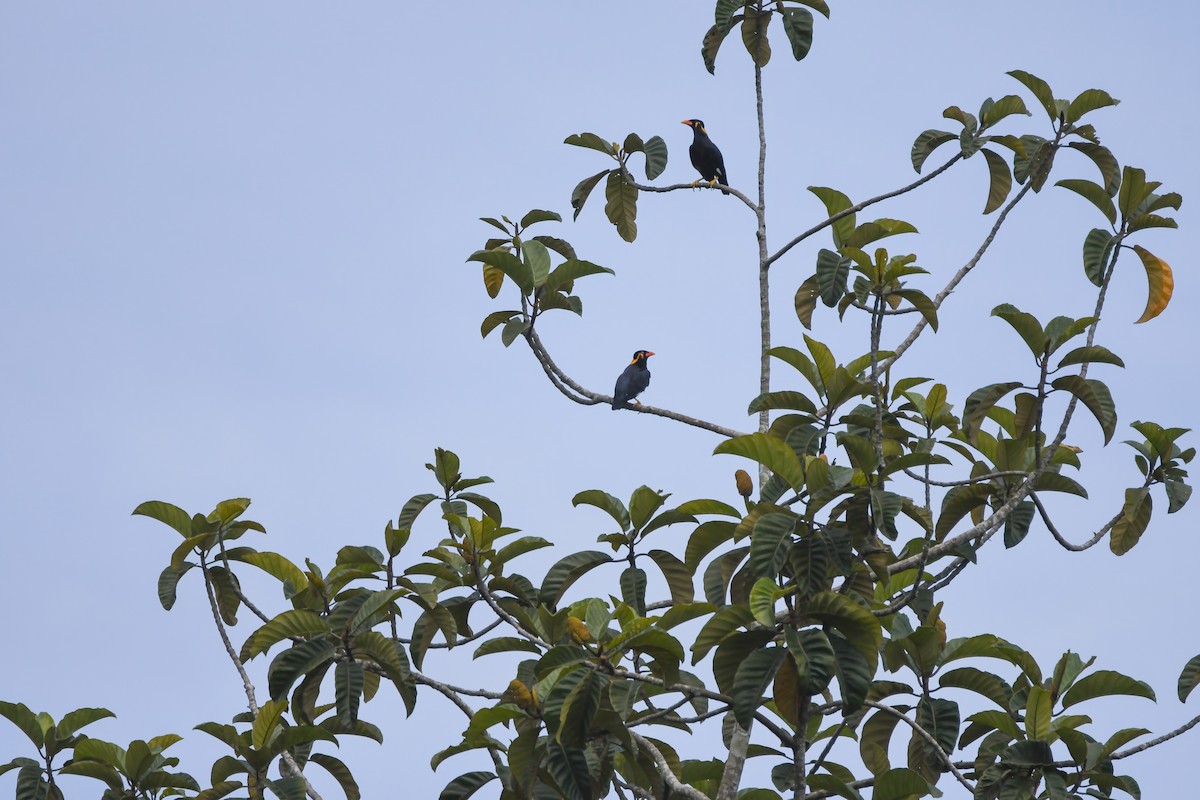 Священная майна - ML644641430