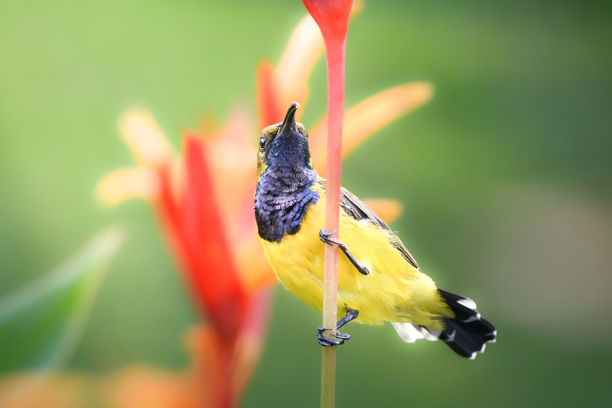 Ornate Sunbird - ML644641440