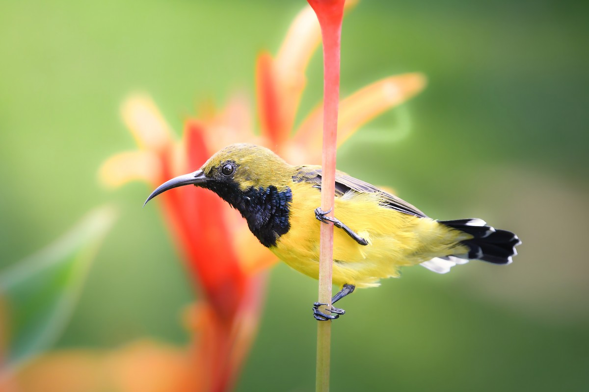 Ornate Sunbird - ML644641441