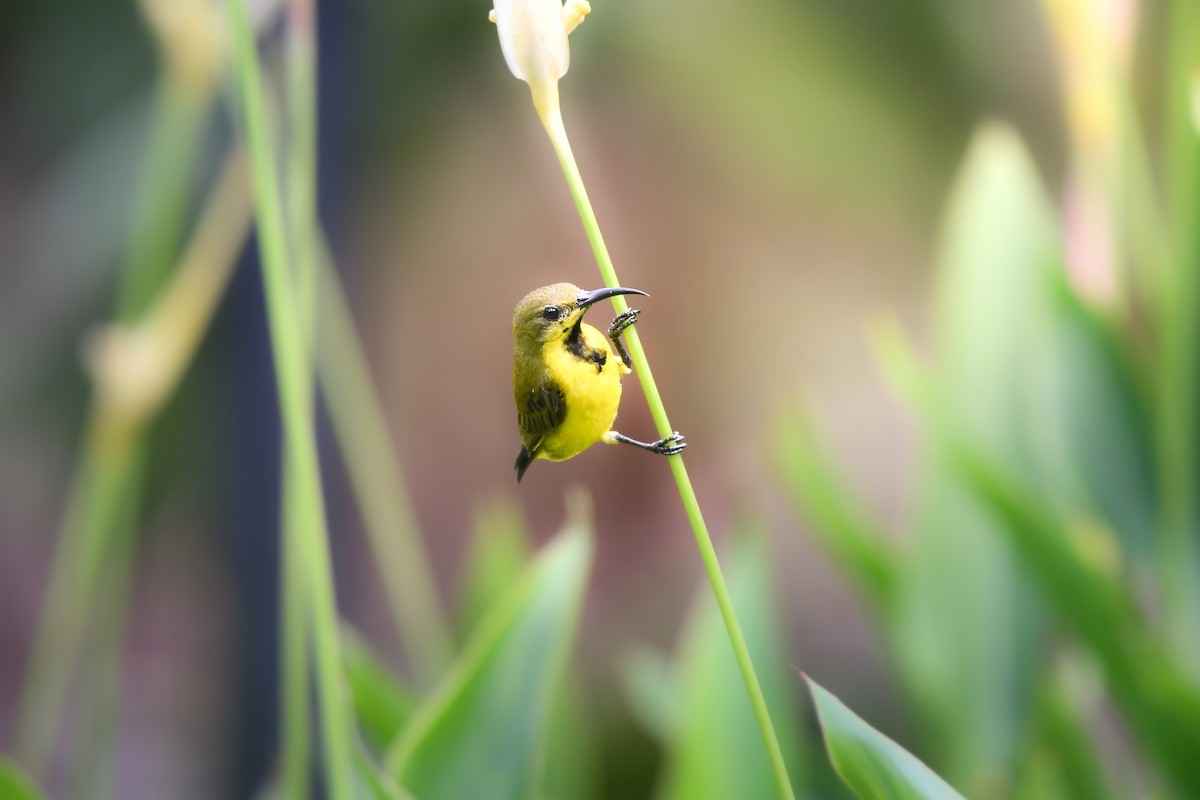 Ornate Sunbird - ML644641442