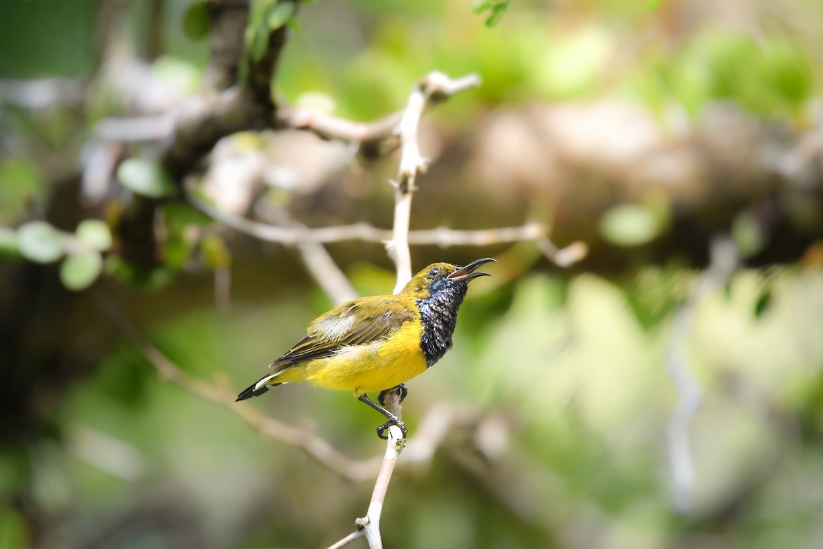 Ornate Sunbird - ML644641443