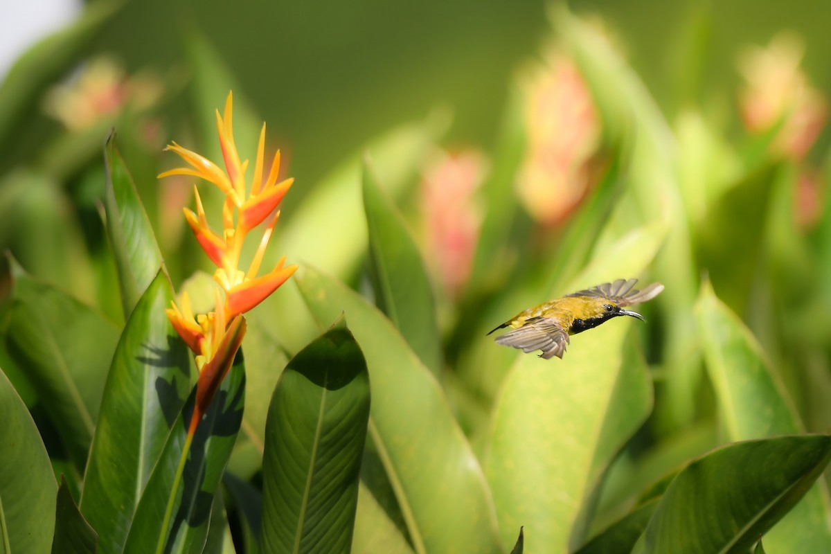 Ornate Sunbird - ML644641444