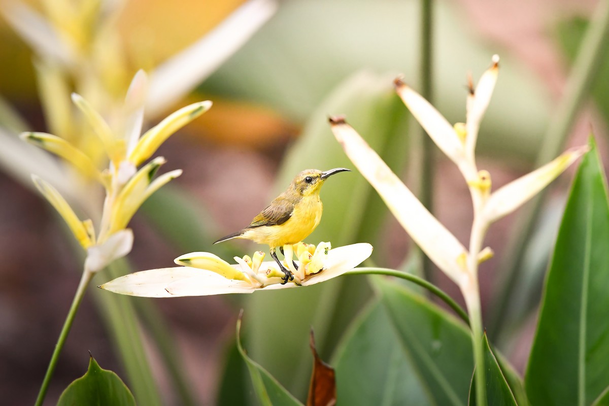 Ornate Sunbird - ML644641445