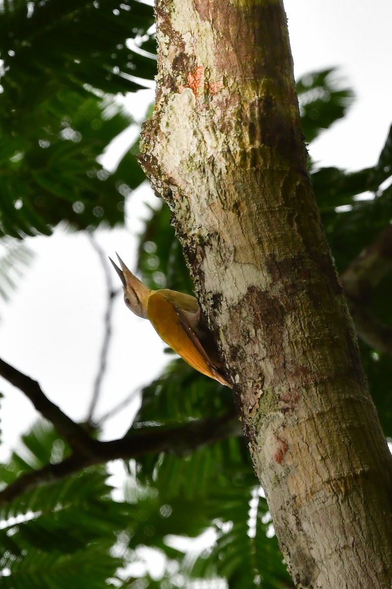 Жовна сива - ML644641457