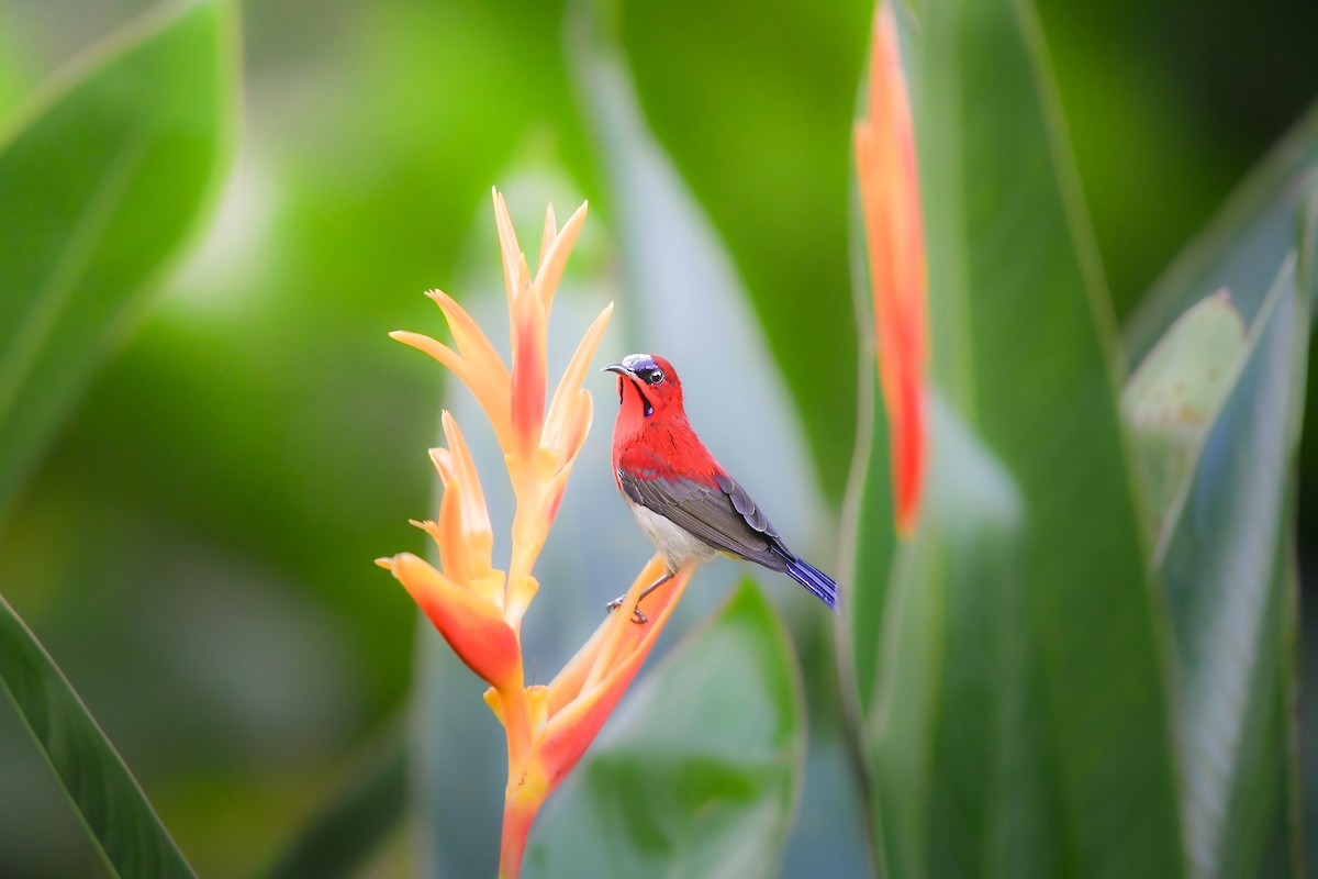 Рубиновая нектарница - ML644641474