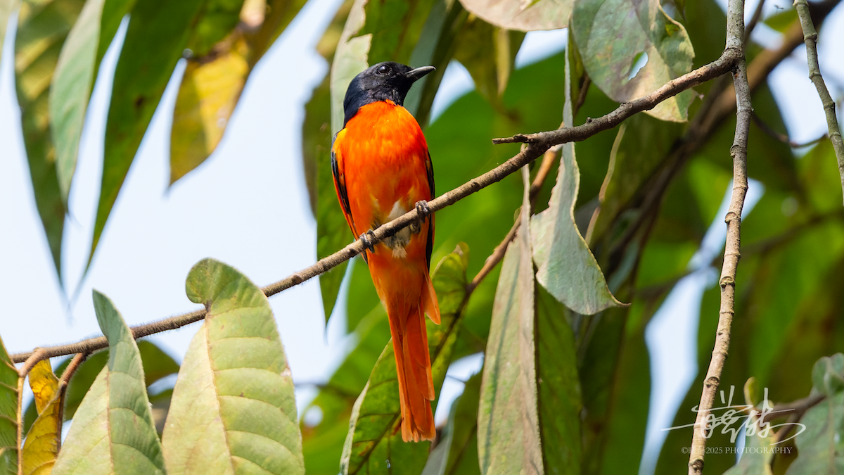 Scarlet Minivet - ML644641475