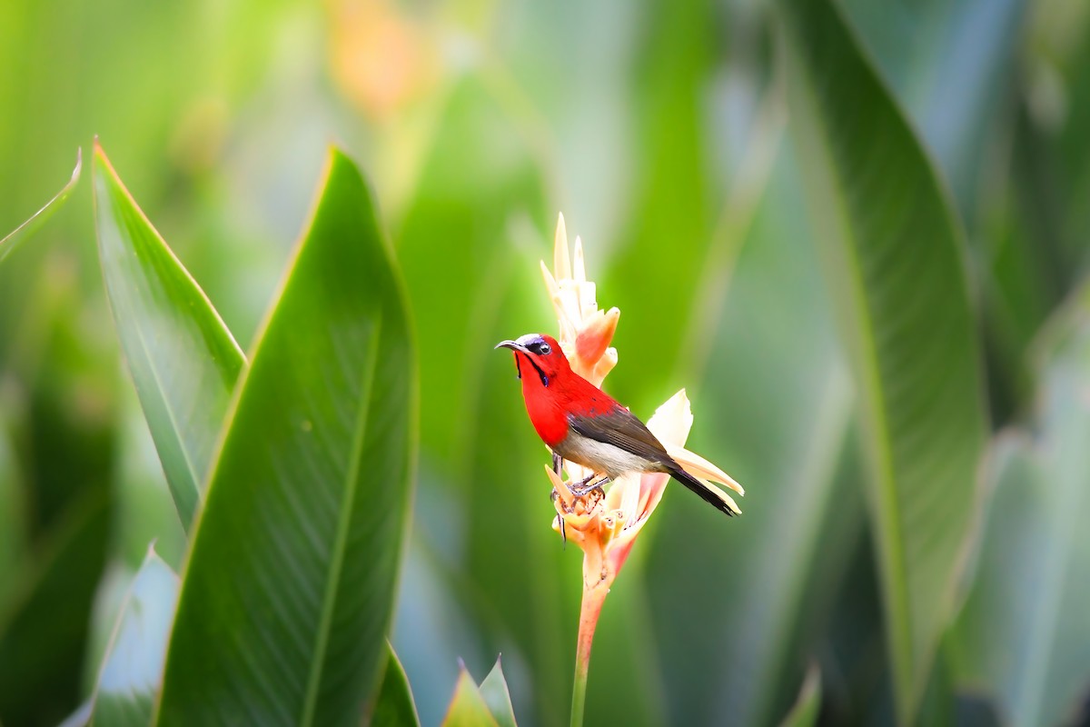 Рубиновая нектарница - ML644641476