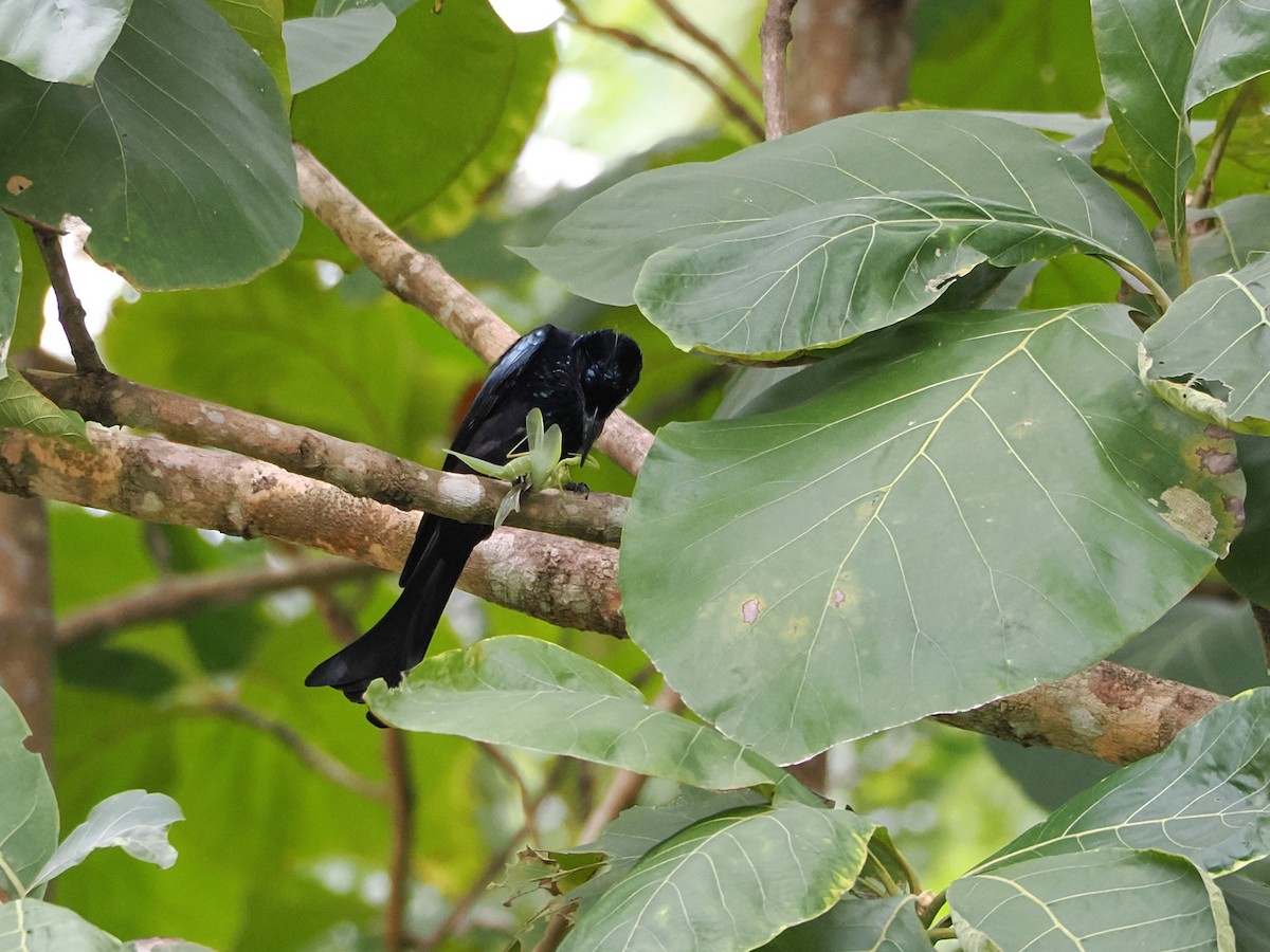 Hair-crested Drongo - ML644641500