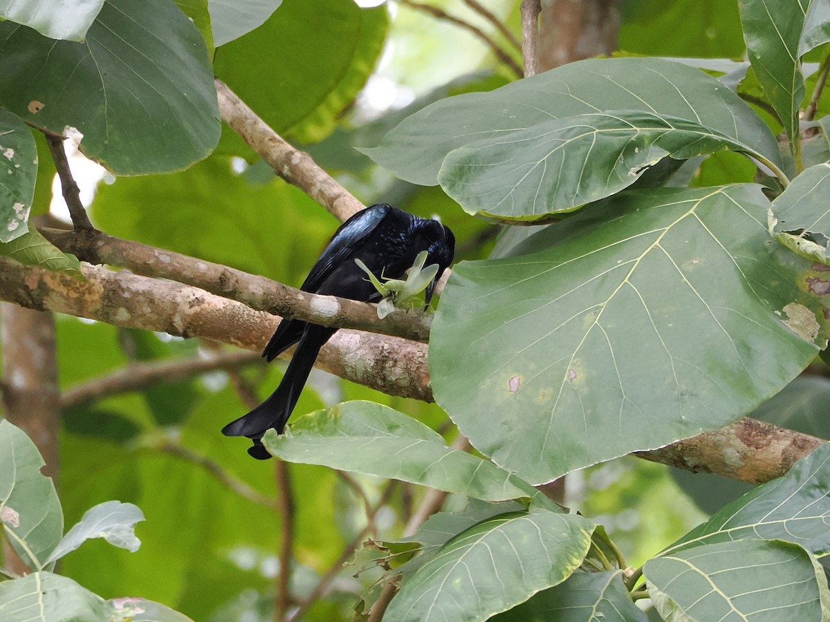 Hair-crested Drongo - ML644641501