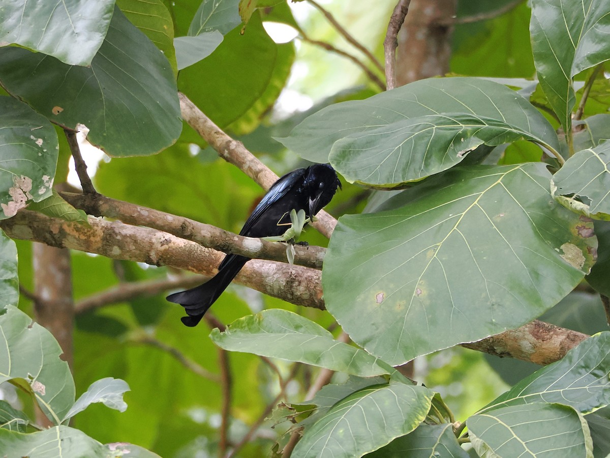 Hair-crested Drongo - ML644641502