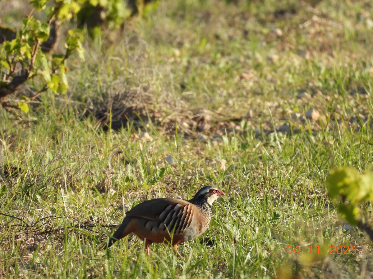 Red-legged Partridge - ML644641515