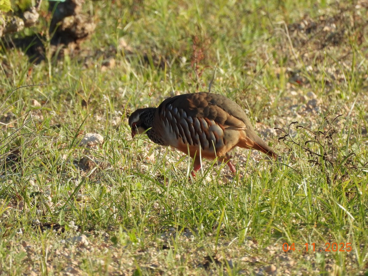 Red-legged Partridge - ML644641516