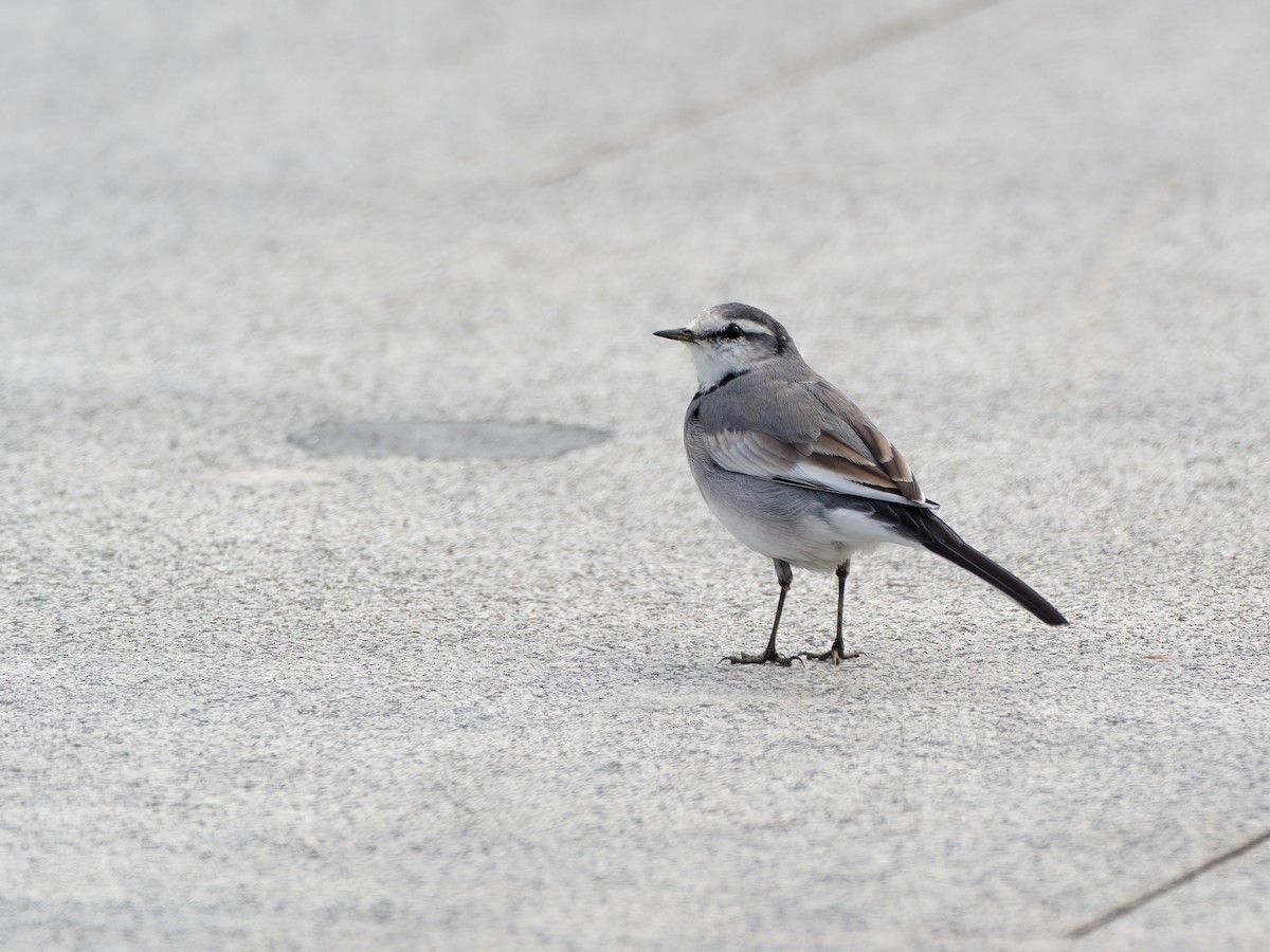 Bergeronnette grise (ocularis) - ML644641524