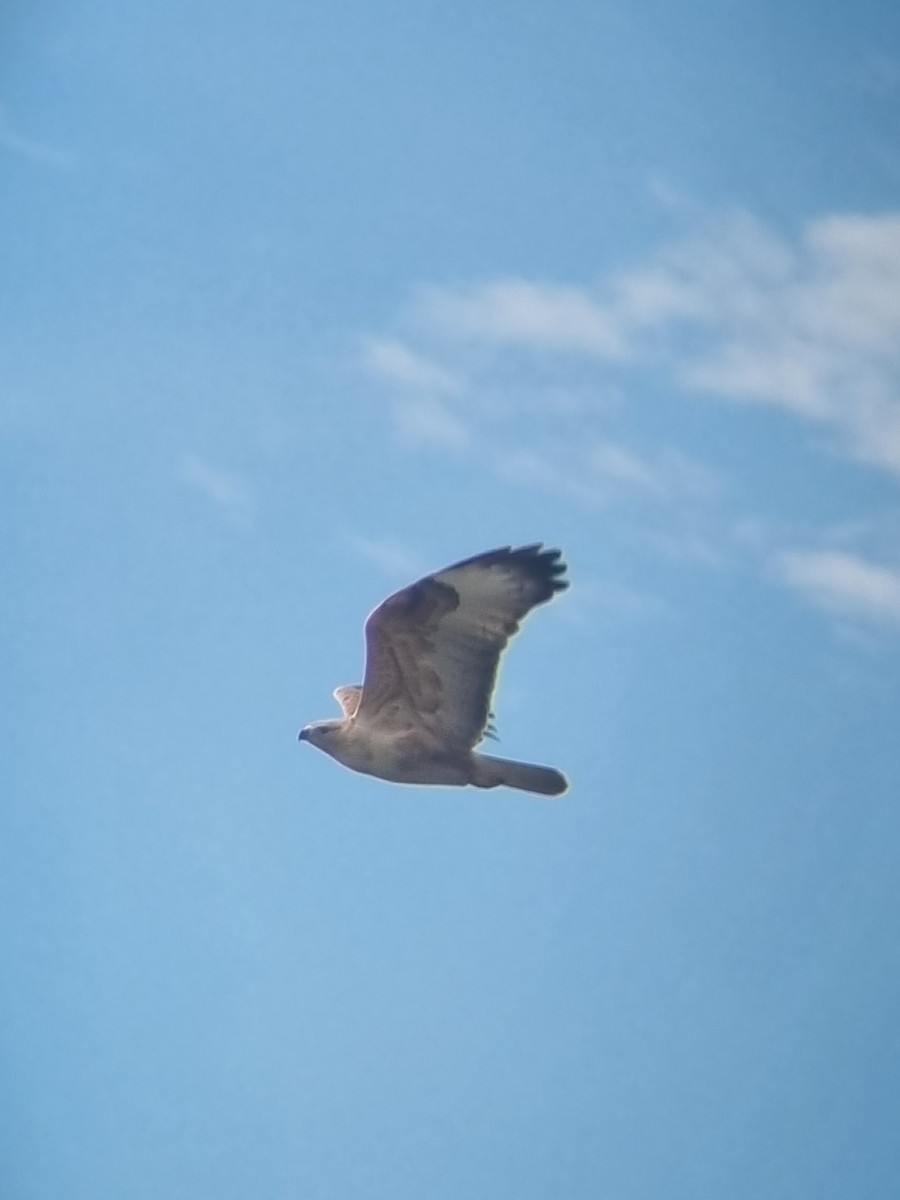 Long-legged Buzzard - ML644641554