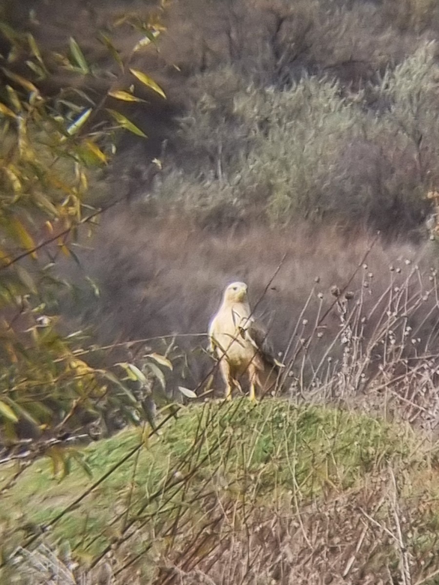 Long-legged Buzzard - ML644641560