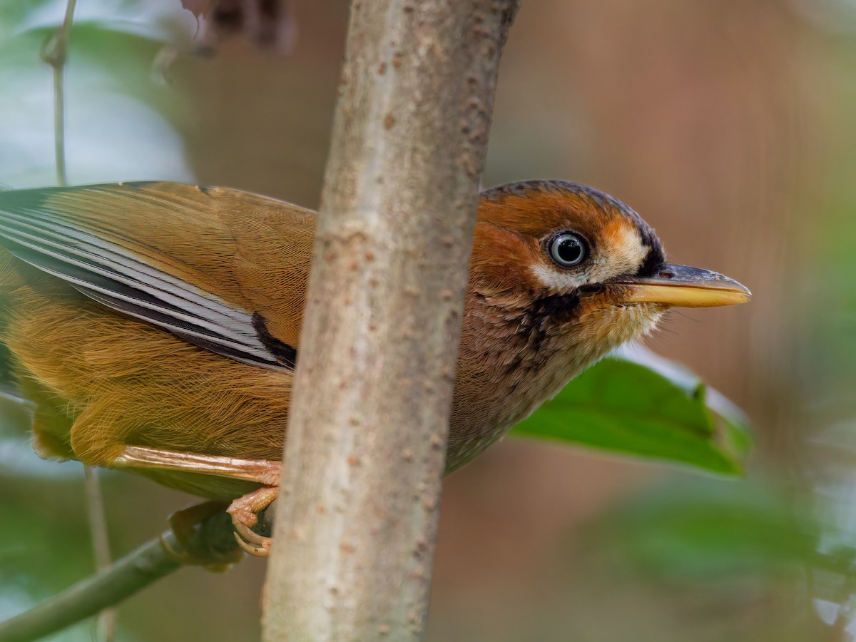 svartskjegglattertrost - ML644641568