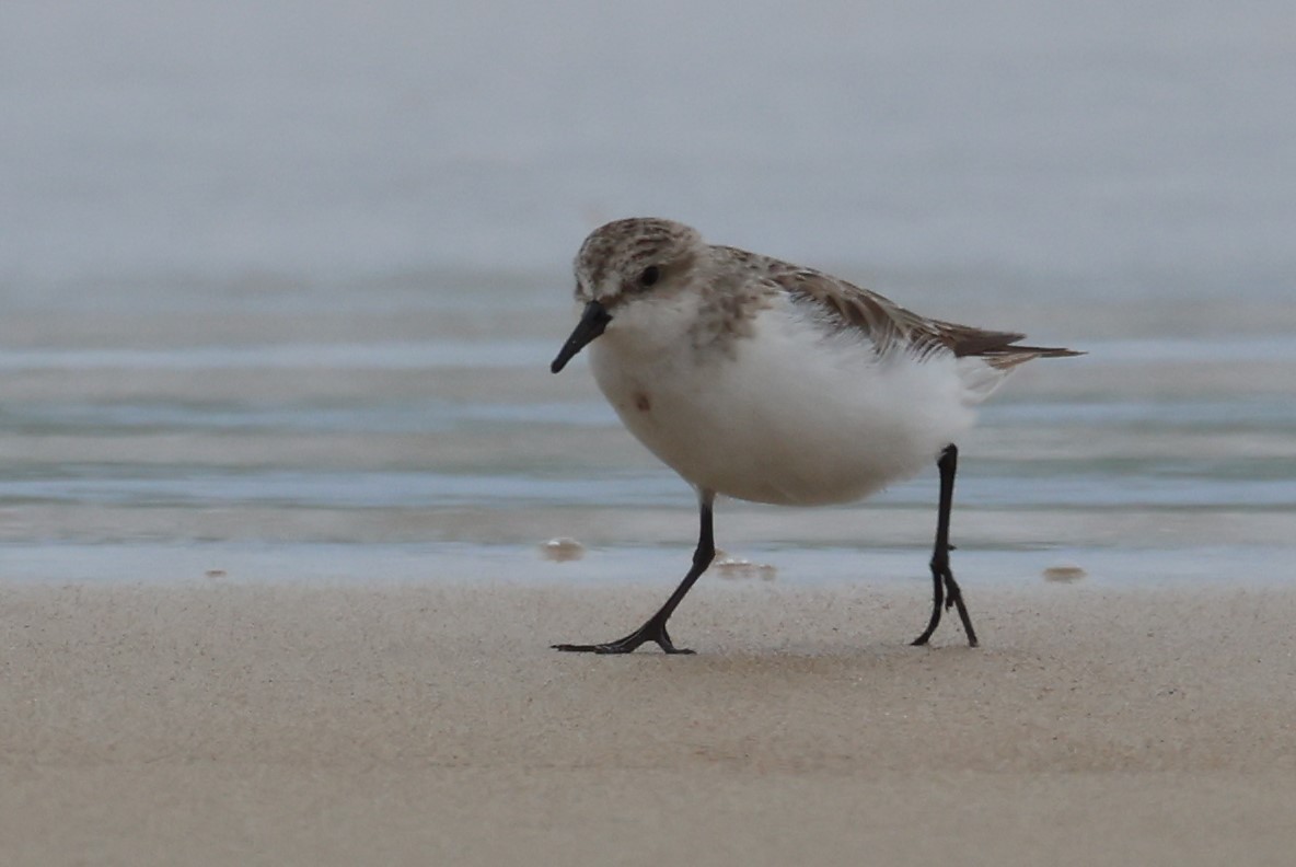 Rotkehl-Strandläufer - ML644641570