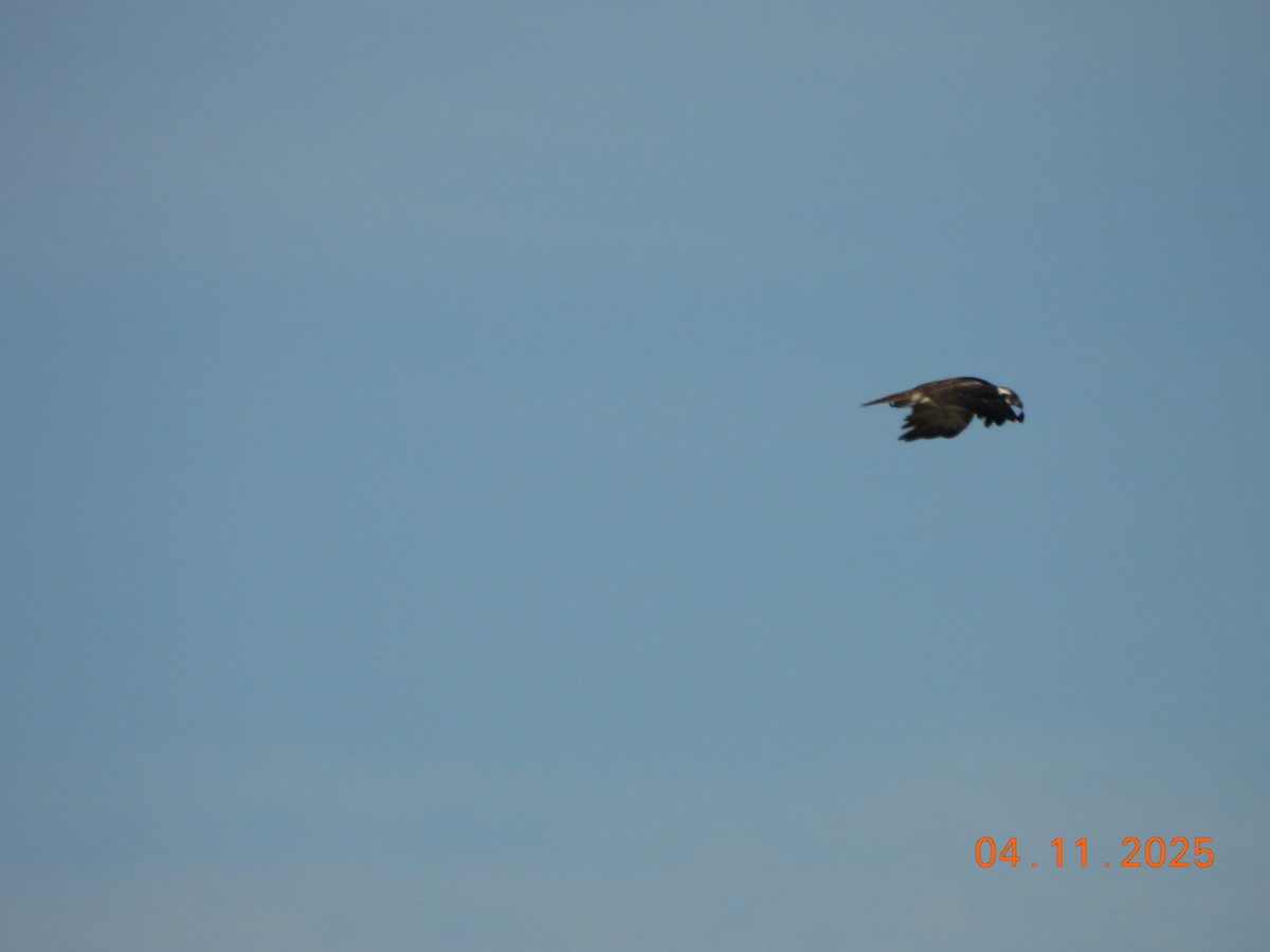 Osprey - ML644641575