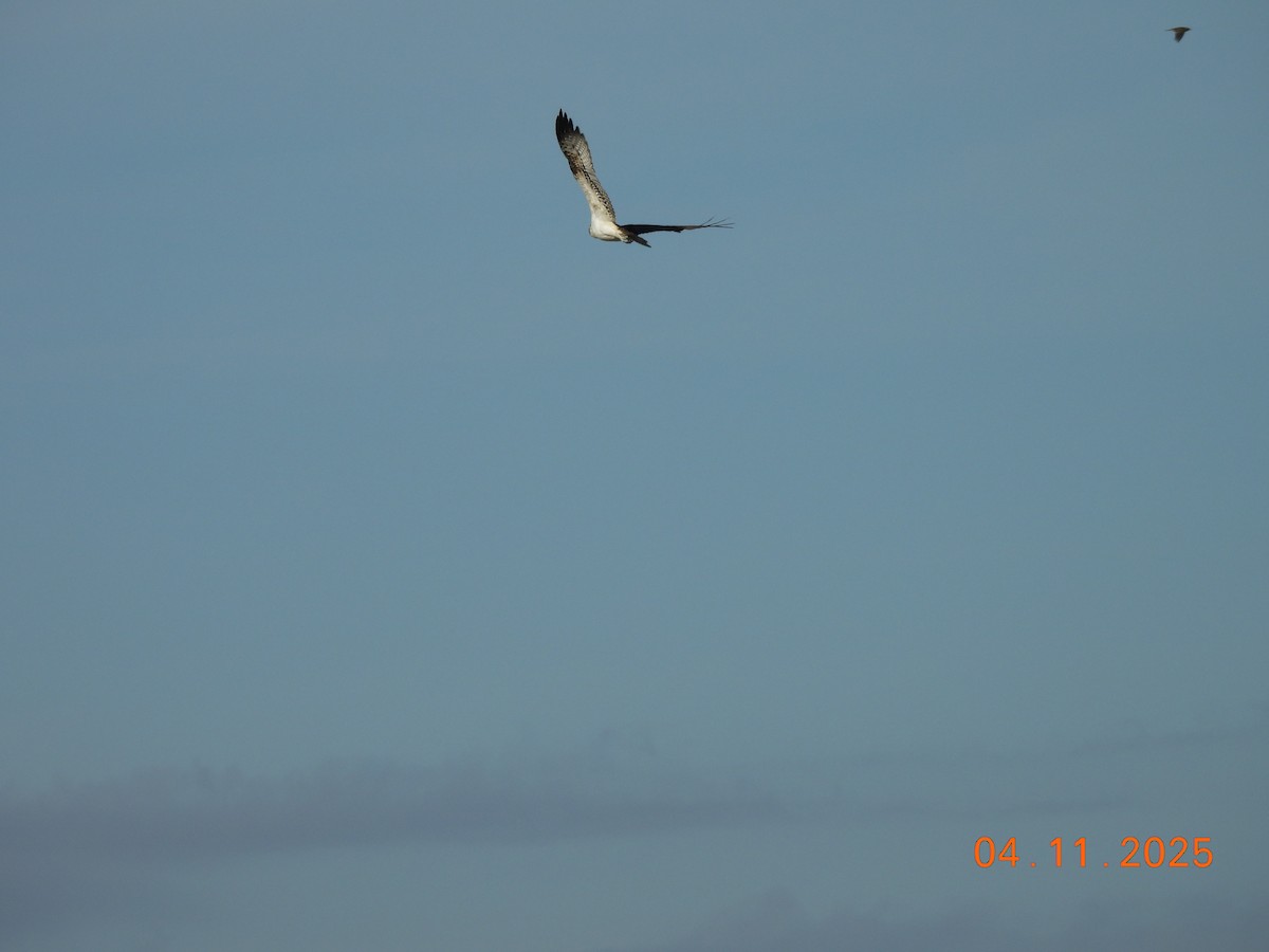 Osprey - ML644641576