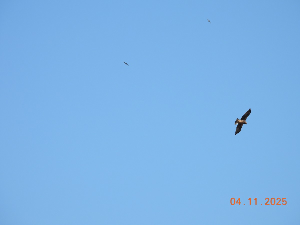 Booted Eagle - ML644641605