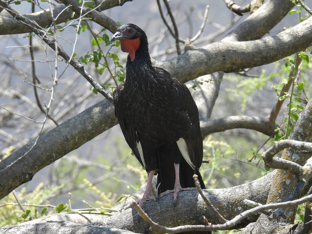White-winged Guan - ML644641607
