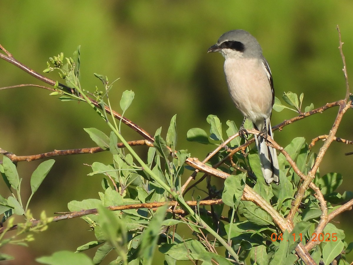 Iberian Gray Shrike - ML644641611
