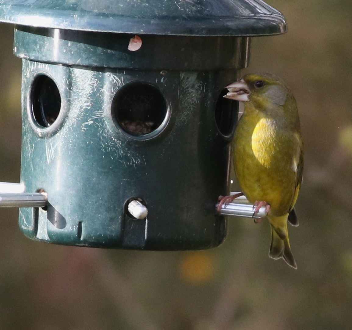 アオカワラヒワ - ML644641612