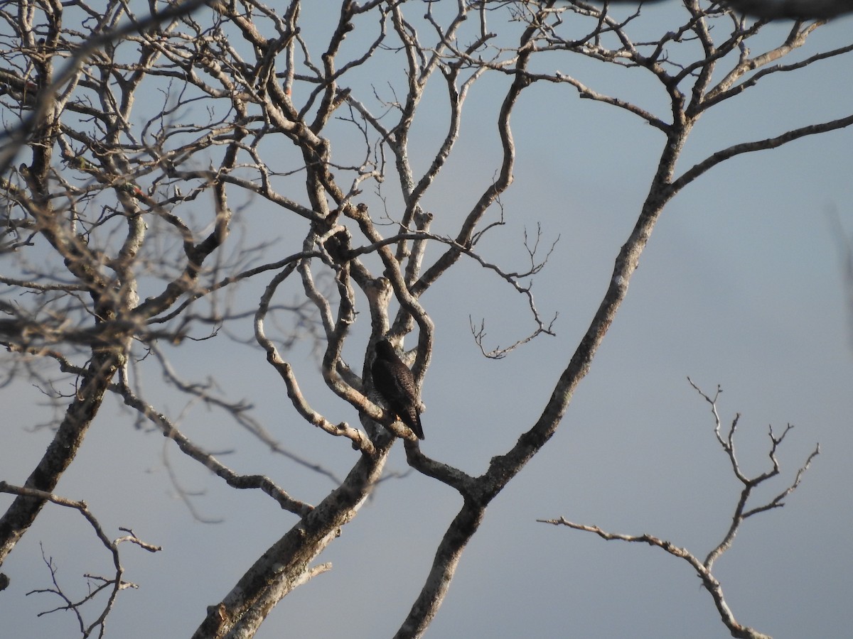 Falco pellegrino - ML644641613