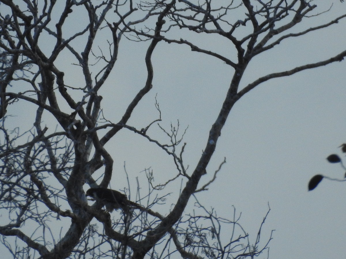 Falco pellegrino - ML644641614