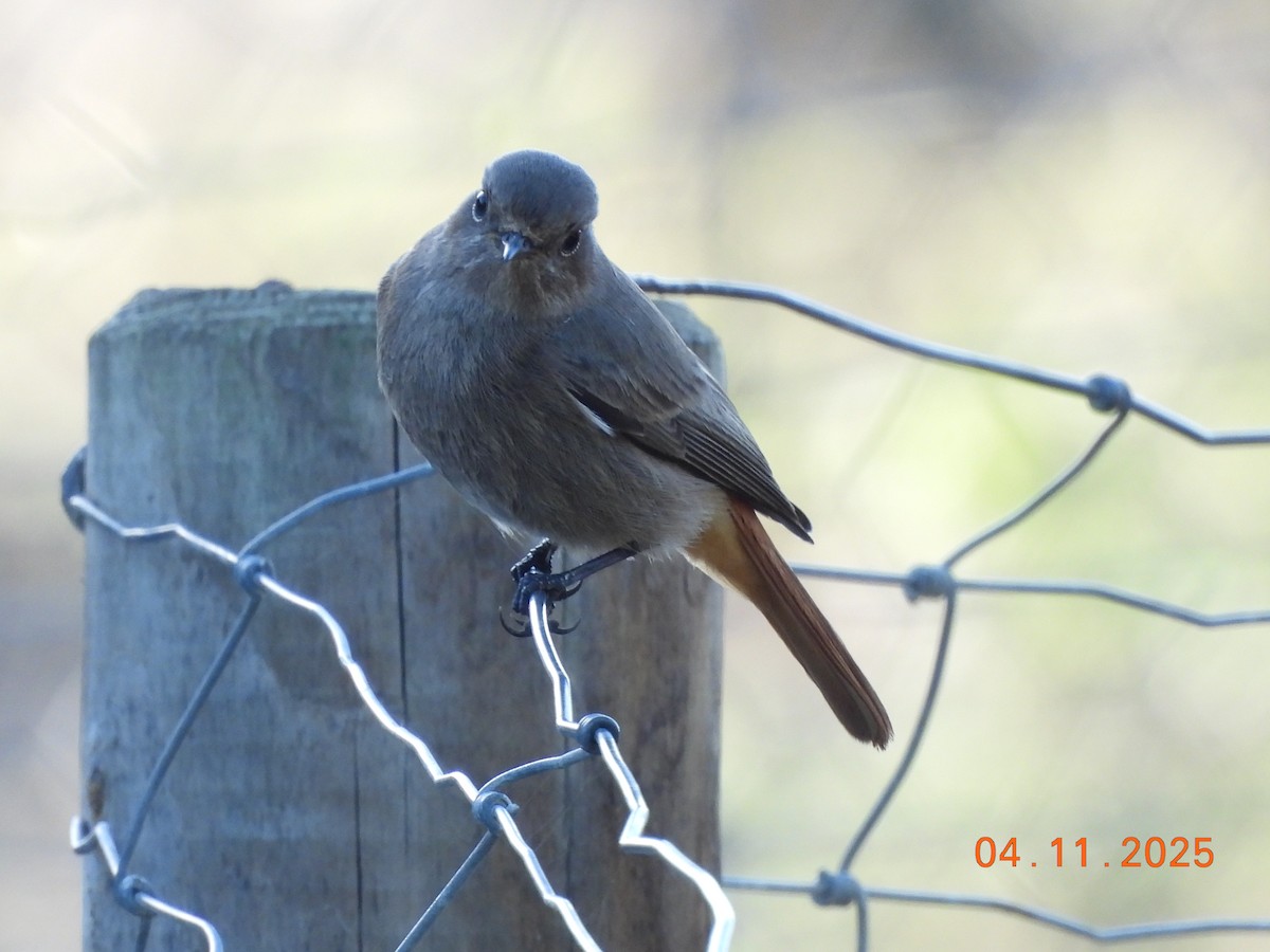 Black Redstart - ML644641617