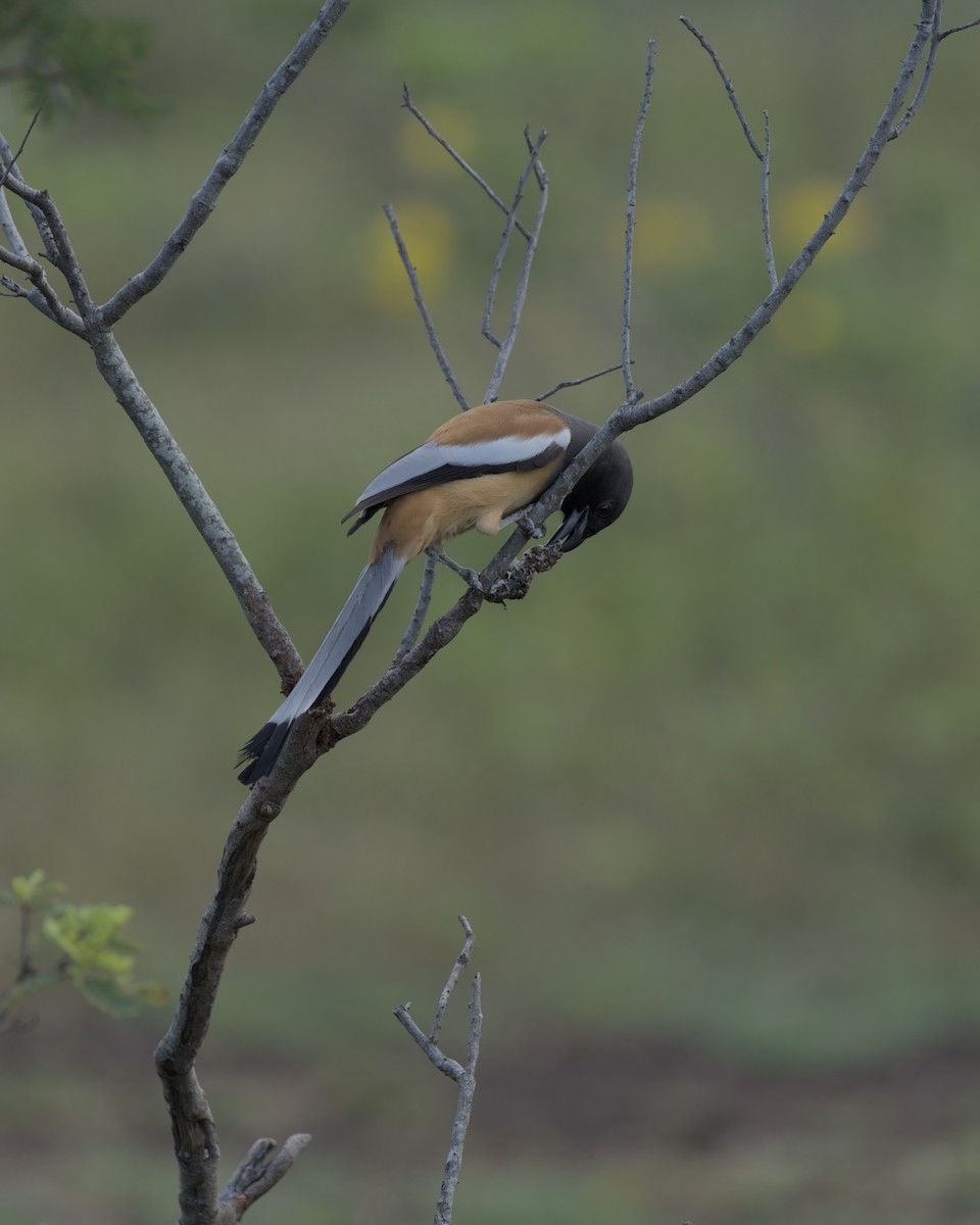 Rufous Treepie - ML644641618