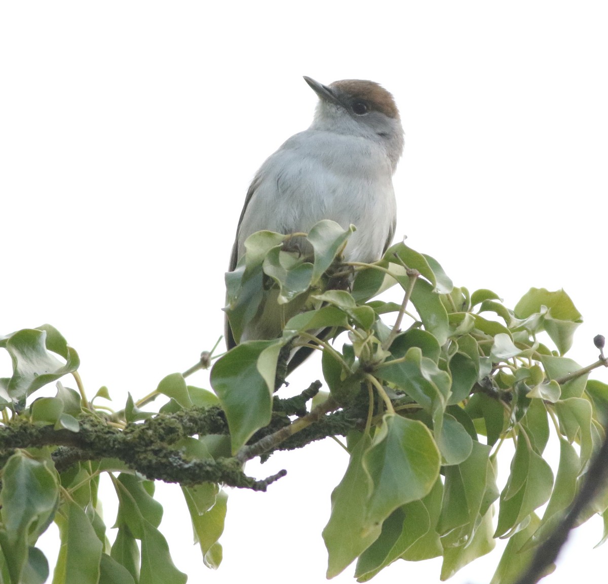 Txinbo kaskabeltza - ML644641652