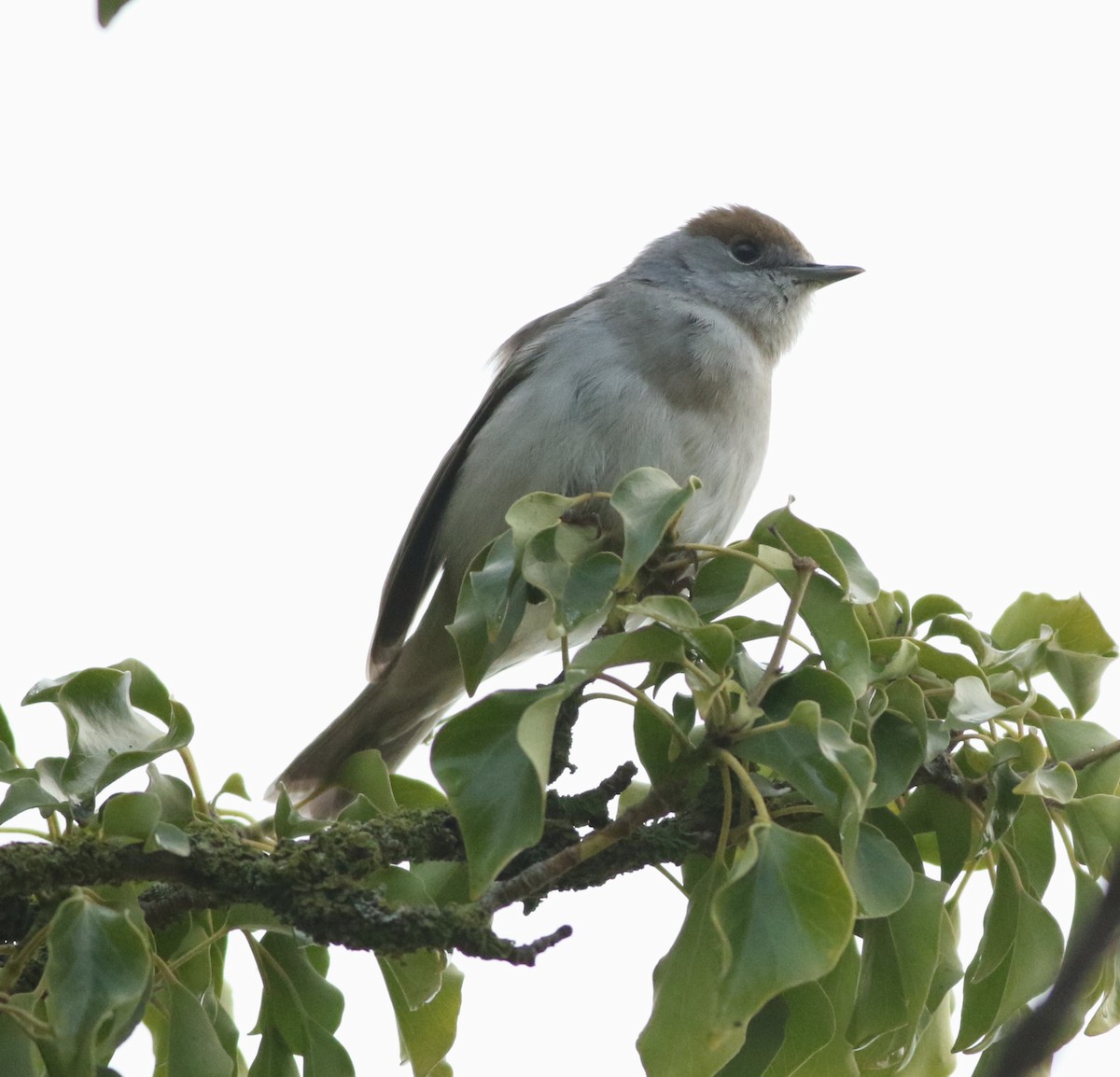 Txinbo kaskabeltza - ML644641653