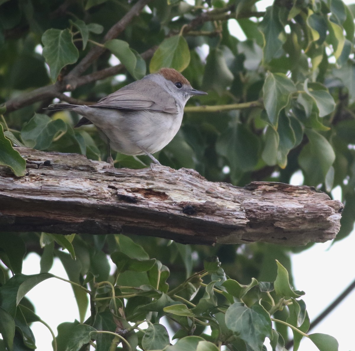 Txinbo kaskabeltza - ML644641654