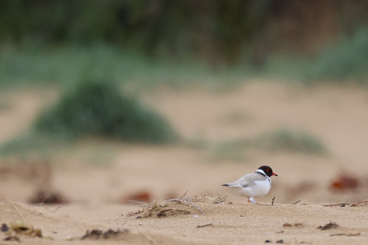 Kappenregenpfeifer - ML644641656