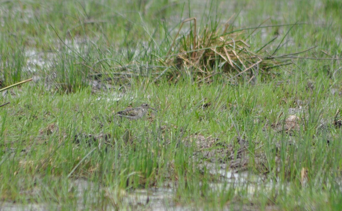 Өнгөт хараалжир - ML644641657