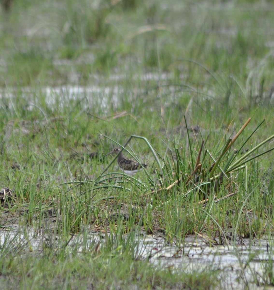 Өнгөт хараалжир - ML644641658