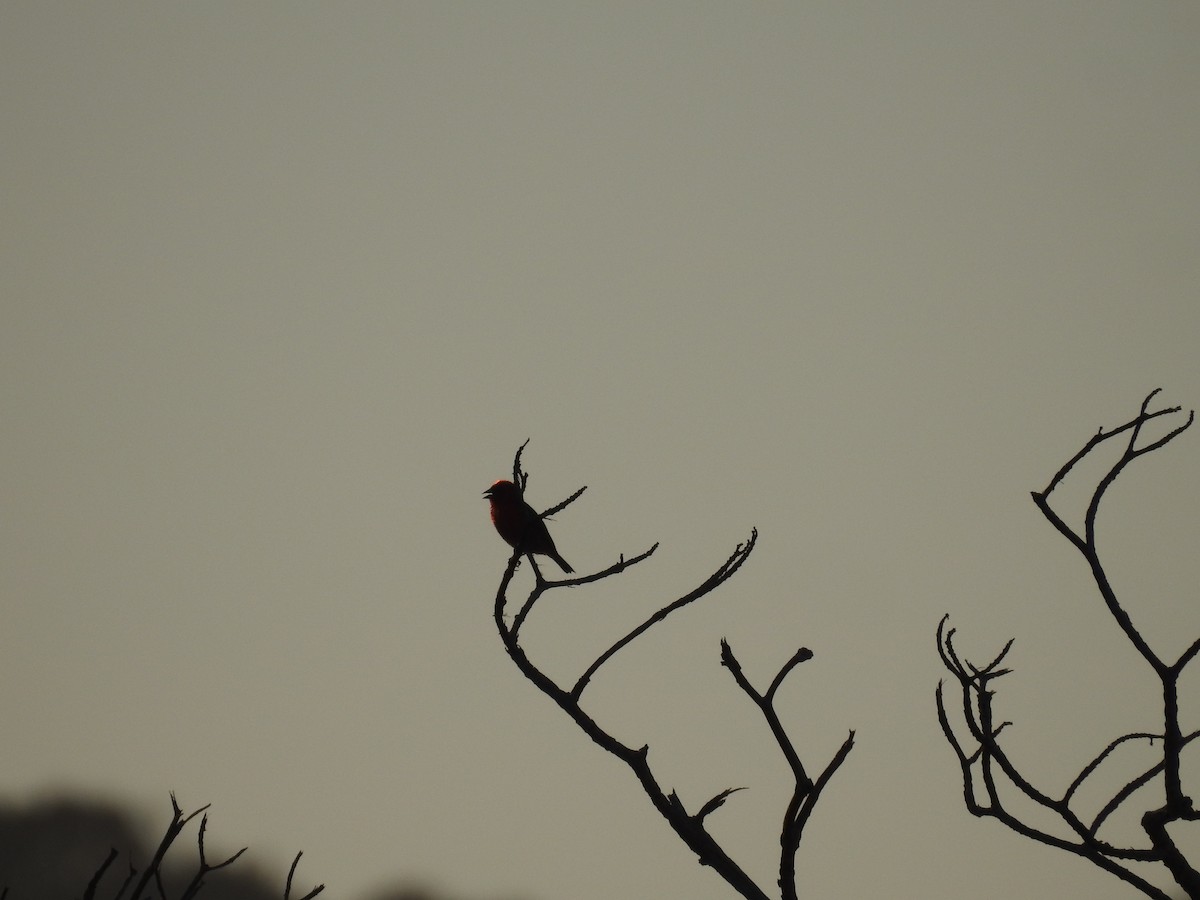 Red Fody - ML644641660