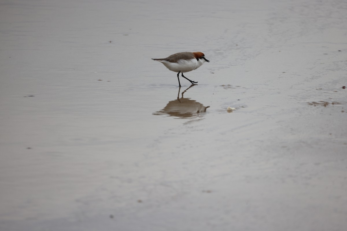 Rotkopf-Regenpfeifer - ML644641665
