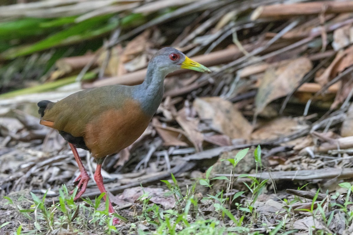 Cayenneralle - ML644641671