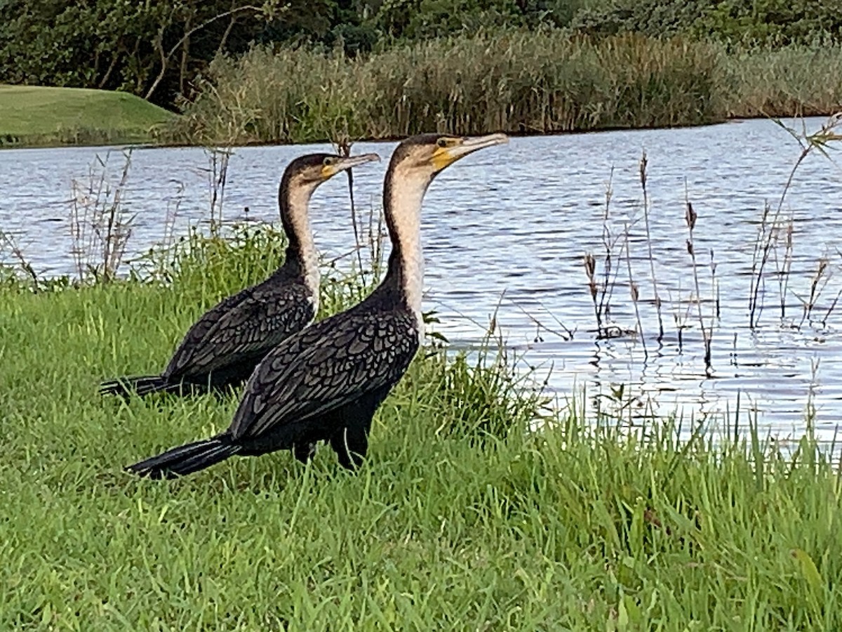 Kormoran - ML644641681