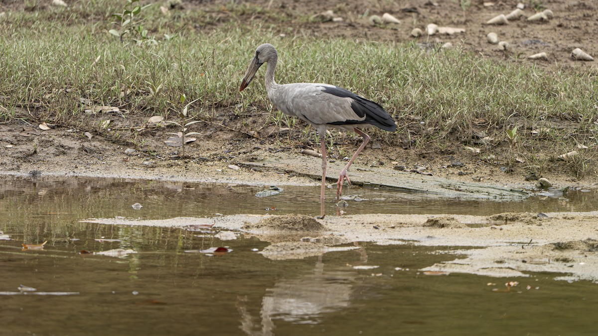 Индийский аист-разиня - ML644641685