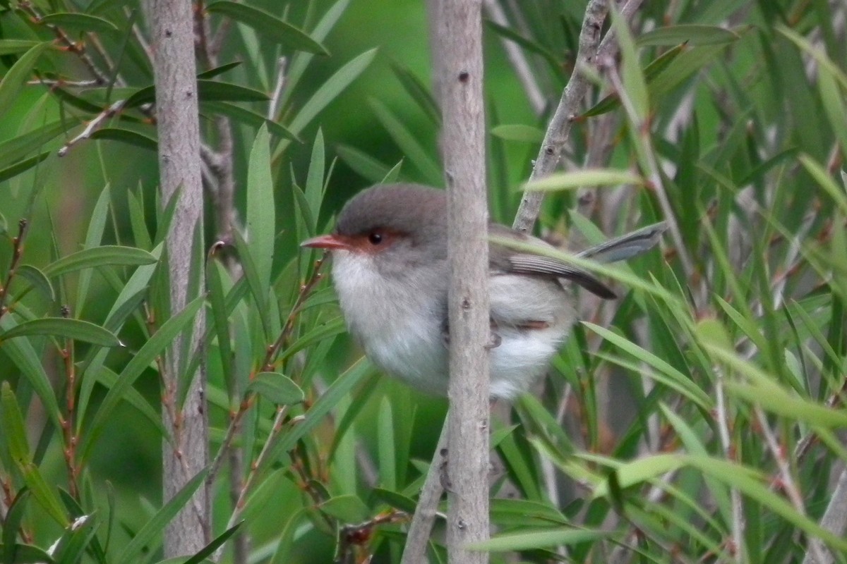 Superb Fairywren - ML644641691