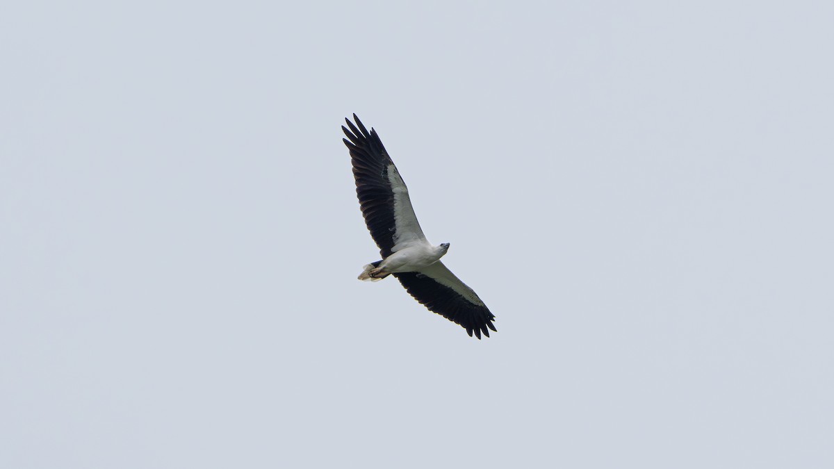 White-bellied Sea-Eagle - ML644641694