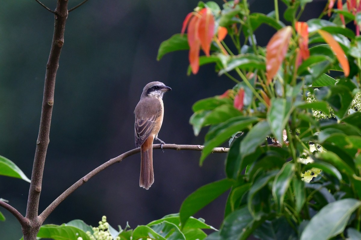 Brown Shrike - ML644641697