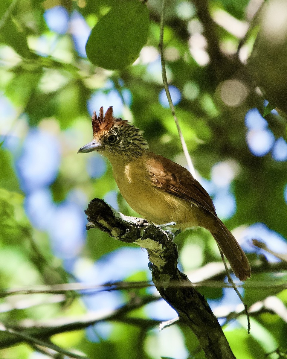 Batará Barrado - ML644641709