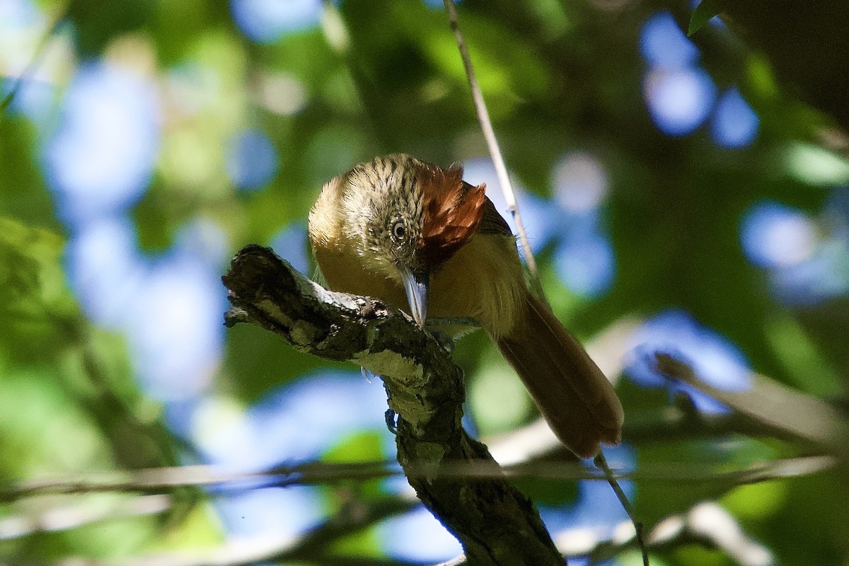 Batará Barrado - ML644641714